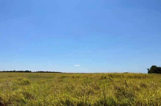 Fazenda Topázio Dourado