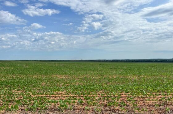 Fazenda Lápis-lazúli do Tocantins