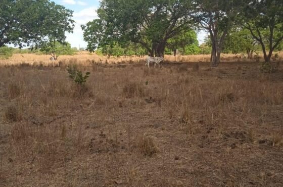 Fazenda Topázio Imperial
