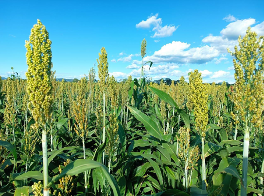 Captura de tela 2025-03-10 094801