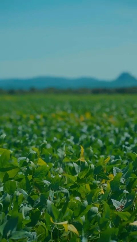 Vídeo do WhatsApp de 2025-02-27 à(s) 18.25.35_6e457758-1