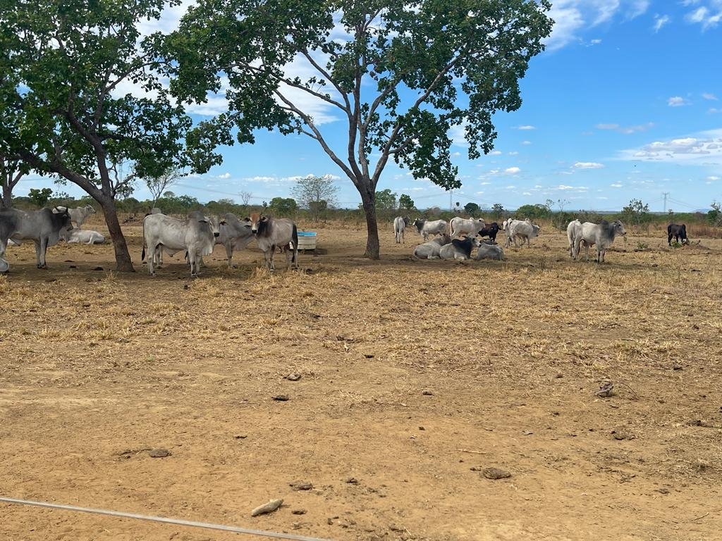 WhatsApp Image 2025-10-10 at 16.51.14 (1)